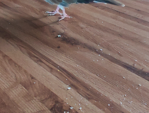 featherdust