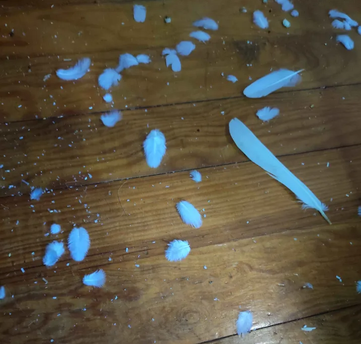 feathers
